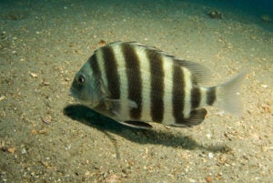 fish with human teeth