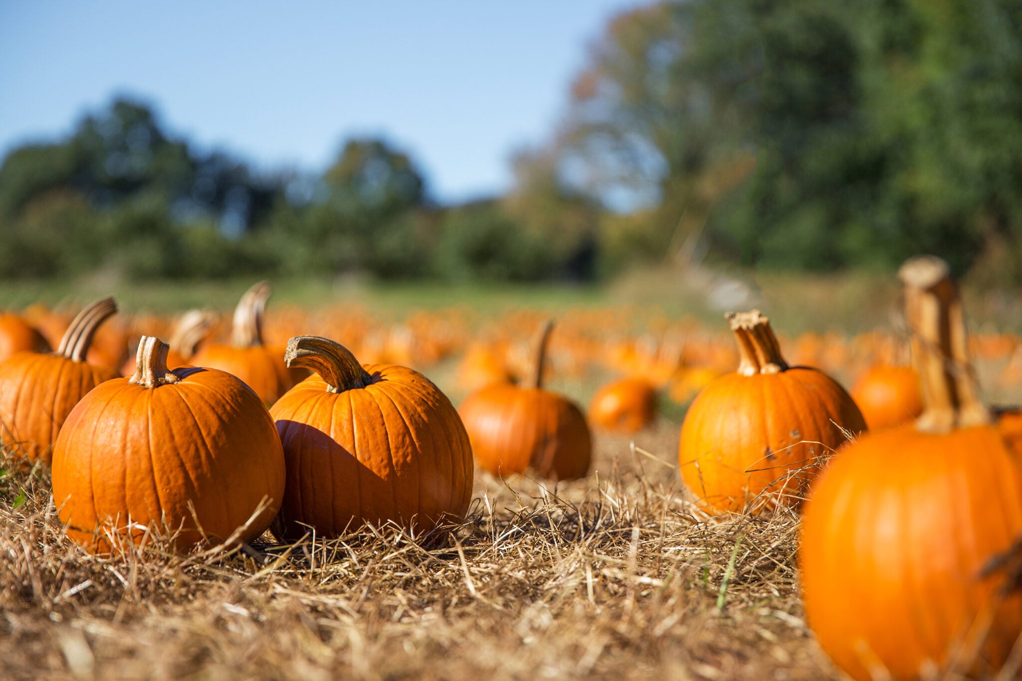 Pumpkin Patch