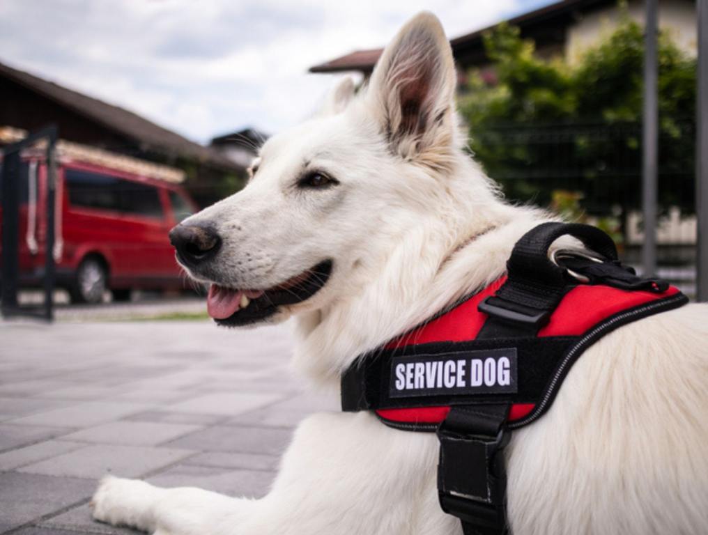 Man with disability and his service dog providing assistance.