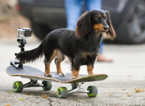 MALIBU, CALIFORNIA - AUGUST 24: Rowdy, the skateboarding Dachsund, demonstrates her skateboarding skills today while taping a segment for Pawsitive Impact, Amazon Pets and Treasure Truck’s First-Ever Virtual Livestream to Celebrate National Dog Day and Pawsitive Impact at Zuma Beach on August 24, 2020 in Malibu, California. Amazon Pets and Treasure Truck's Pawsitive Impact Virtual Livestream will air on August 26 at 10:00 a.m. PST / 1 p.m. EST. on Amazon Live.