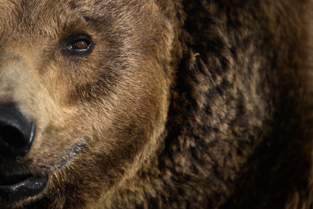 Brown bear close up. Man Calmly Escapes Bear Looking For Food In Hotel