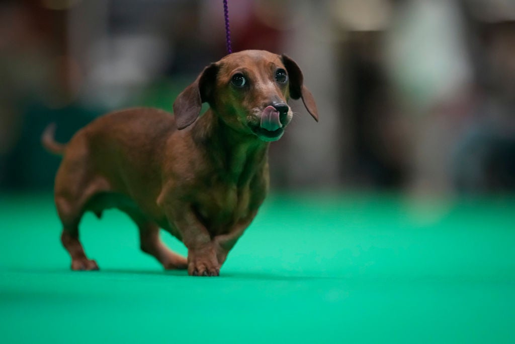 a dachshund at a dog show as we learn the history of the north carolina famous talking dog barney the dachshund