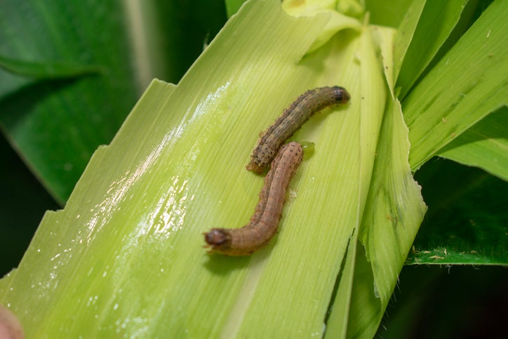 south carolina armyworms