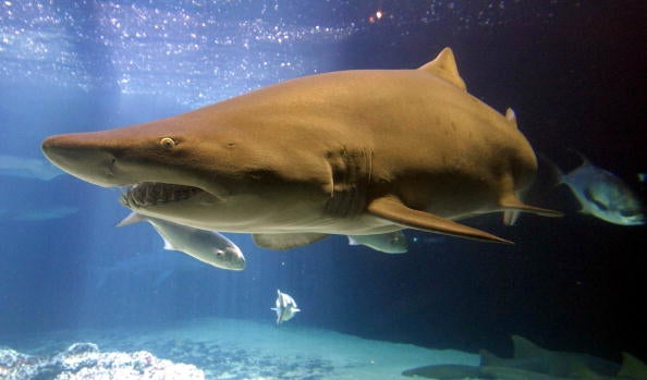 North Carolina Aquarium