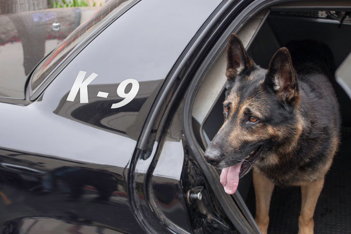 gastonia Police K-9 in Patrol Car