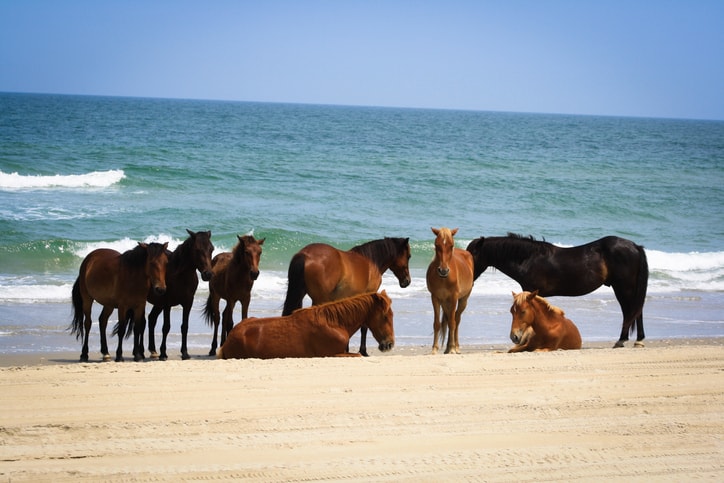 Horses On The North Carolina Outer Banks