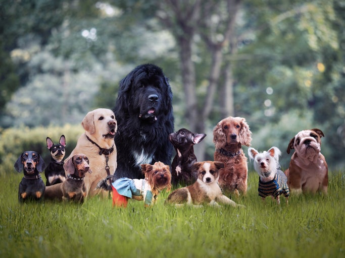 Many different breeds of dogs on the grass. Favorite dog breed