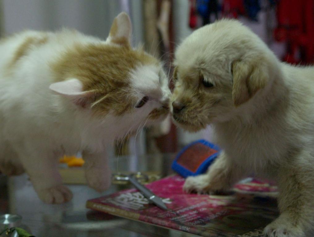 A dog and a cat sniffing each other.