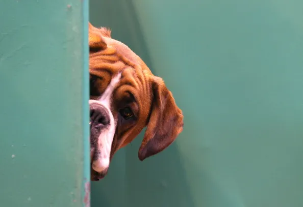 Dog Poops on American Airlines Flight