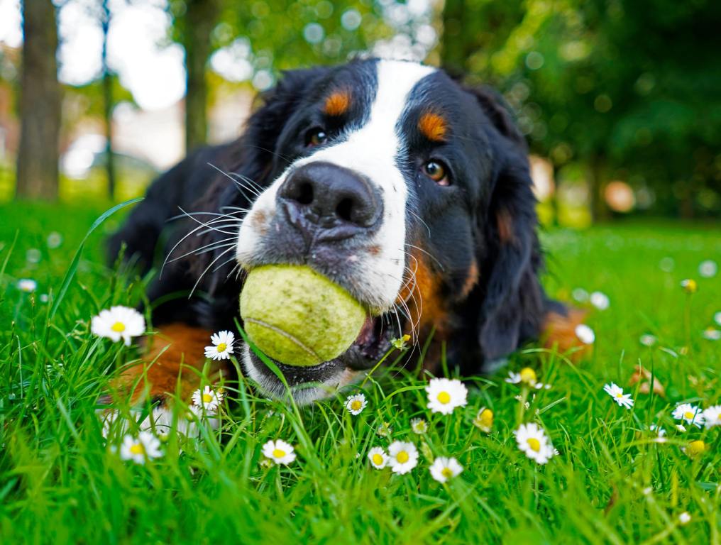 A black,white, and brown dog with a tennis ball in its mouth laying on the grass.