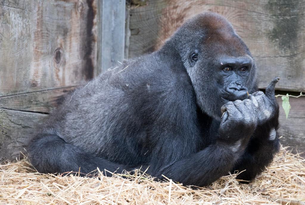 Watch: Disney World Gorillas Are Mesmerized By A Snake