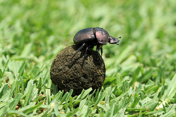 Tourists Alerted To Mysterious Rolling Balls Of Poop!