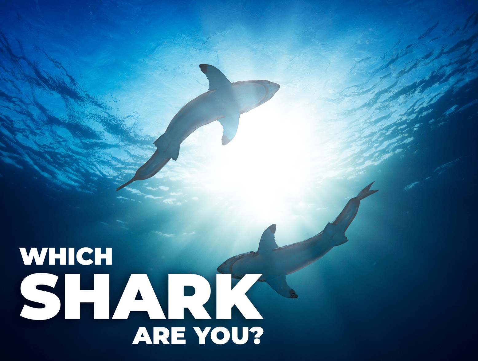 It's Shark Week: Find Out What Type of Shark Are You?