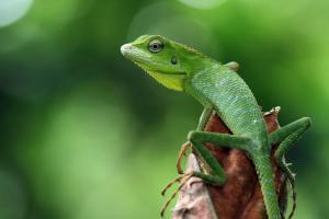 Lizard Kiss