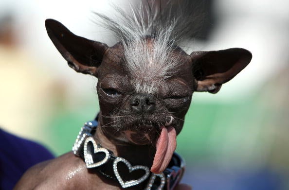 Mr Happy Face” Wins Worlds Ugliest Dog Competition