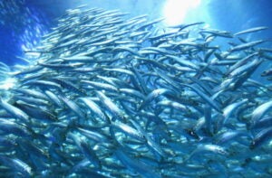 50000 Sardines Swimming New Tank Launched At Aquarium In Yokohama