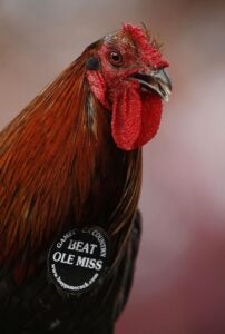 sir big spur at a south carolina vs. ole miss football game