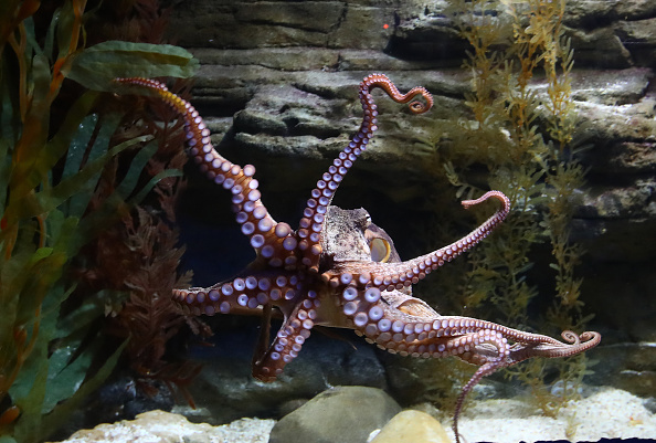Two Rare Octopus Sightings Reported On North Carolina Coast