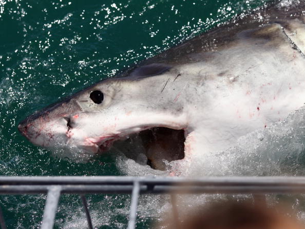 Meet Breton The 1 500 Pound Great White Shark In North Carolina Waters