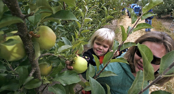 Annual Apple Harvest Underway In Washington State