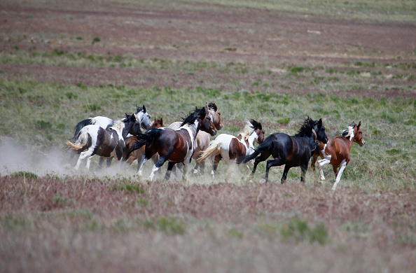 horses mysteriously vanish