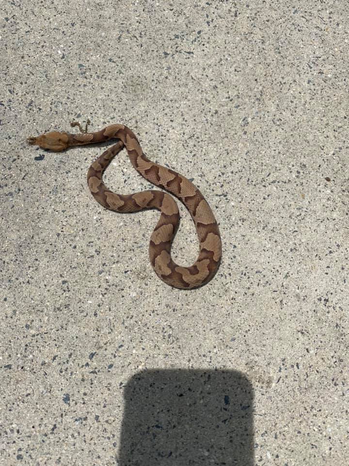 copperhead snakes